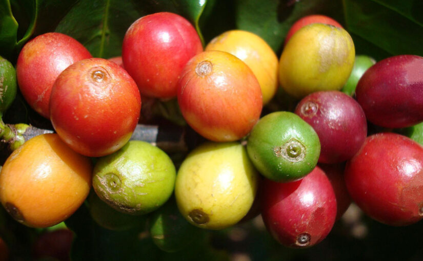Quick guide to coffee varieties